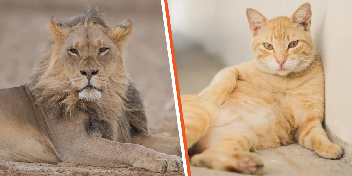 The Animal Quiz: Learn What People Think of You and Who You Truly Are